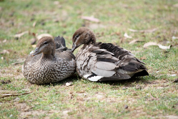 A pair of maned ducks resting on the grass
