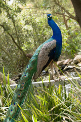Naklejka premium the male peacock is perched on a fence