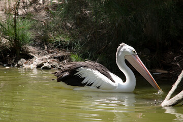 this is a side view of an Australian pelican