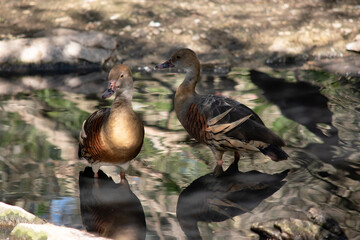 the plumed whistling ducks a wading in the water