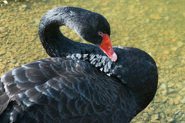 black swan on the lake