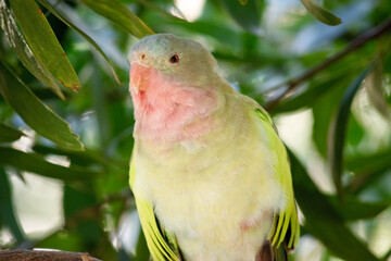 this is a close up of a princess Alexandras parrot