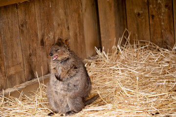 the quokka is yawning