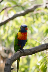 the rainbow lorikeet is perched in a tree