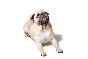 Portrait of a pug on a white background