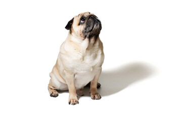 Obraz premium A pug and his dreamy gaze