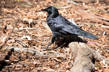 this is a side view of an Australian Raven walking