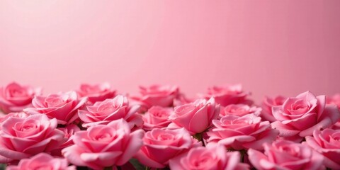A Delicate Cluster of Soft Pink Roses Against a Gentle Pink Background