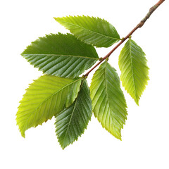 Green elm tree twig with leaves isolated on white background with clipping path --v 7.0