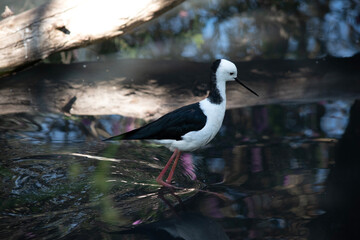 the black winged stilt is wading in the water looking for food