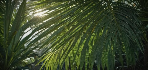 Deep green palm leaf, rich texture, sunlight highlights ,  natural texture,  environment,  jungle