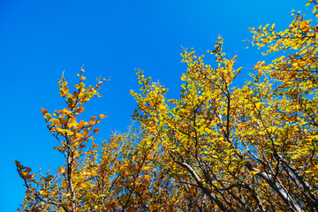 Turning of the Fagus in Tasmania Australia