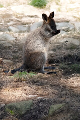 Naklejka premium this is a joey swamp wallaby licking its paws