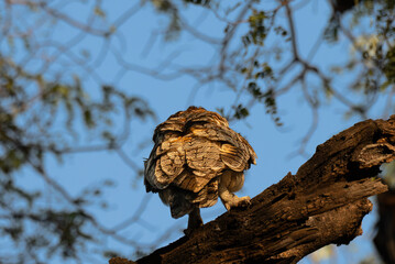 A striking Mottled wood owl perches on a weathered branch with back pose. The background is softy blurred, hinting at a bright, overcast sky and green foliage of the surrounding trees.