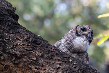 A striking Mottled wood owl perches on a weathered branch with closeup view. The background is softy blurred, hinting at a bright, overcast sky and green foliage of the surrounding trees.