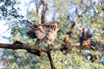 A striking Mottled wood owl perches on a weathered branch. The background is softy blurred, hinting at a bright, overcast sky and green foliage of the surrounding trees.