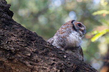 A striking Mottled wood owl perches on a weathered branch with closeup view. The background is softy blurred, hinting at a bright, overcast sky and green foliage of the surrounding trees.