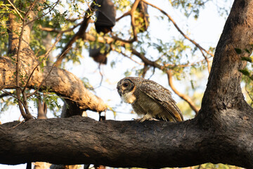 A striking Mottled wood owl perches on a weathered branch. The background is softy blurred, hinting at a bright, overcast sky and green foliage of the surrounding trees.