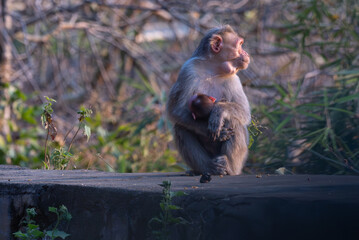 A mom with baby  bonnet macaques closely huddled together on a stone platform with golden sunlight. The background is blurred with lush green.