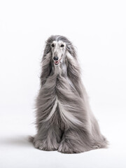 Afghan hound sitting on white background
