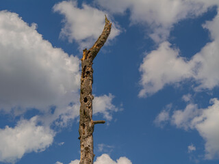 Weathered, hollow tree trunk stands alone against a backdrop of blue sky and white clouds. A minimalist nature scene symbolizing decay, resilience, and the passage of time.