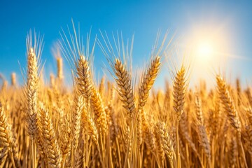 Fototapeta premium Fields of golden wheat swaying under the bright sun during the midday in summer