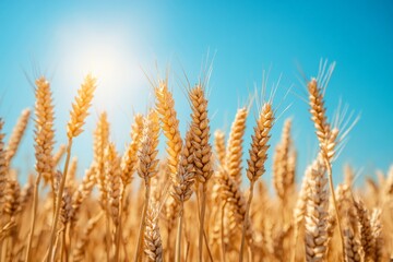 Fototapeta premium Golden wheat stalks sway gently under a vibrant blue sky during midday in a sunny agricultural field