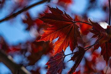 Vibrant red maple leaf illuminated by sunlight, with a soft blue and red bokeh background. A stunning capture of autumn color and natural beauty in close-up detail