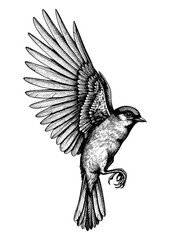Fototapeta premium Hand-Drawn Flying Bird - Vintage Black and White Illustration