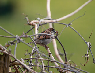 House Sparrow Perched on a Vine Branch in Spring