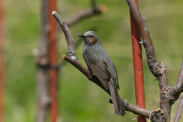 菜園のヒヨドリ