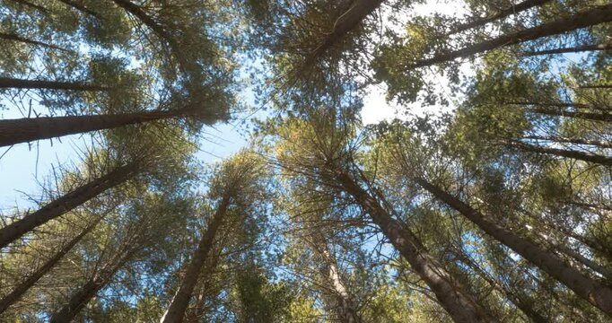 Treeline