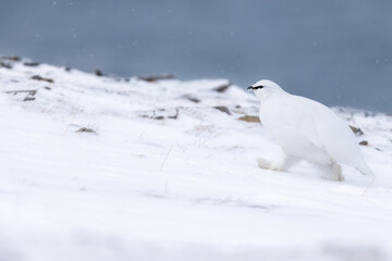 Ptarmigan during winter in Svalbard
