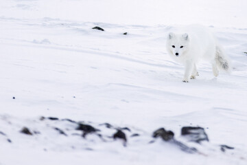 Arctic fox during winter in Svalbard