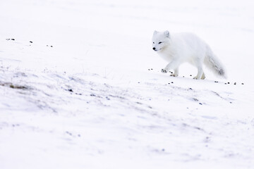 Arctic fox during winter in Svalbard