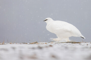 Ptarmigan in Svalbard during winter