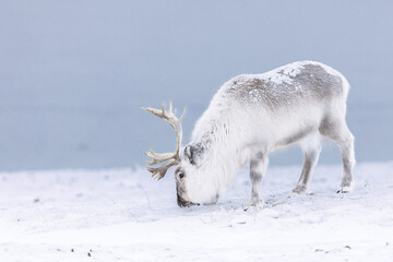 Svalbard reindeer on location in Svalbard during winter