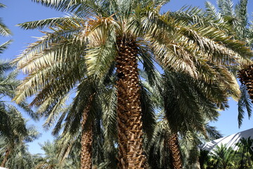 Date palm, is a palm plant in the genus Phoenix, the fruit is edible. Phoenix dactylifera. Date...