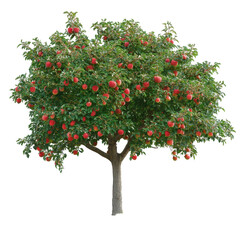 Apple tree laden with bright red fruit in a sunny garden setting during early autumn