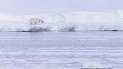 Polar bear in Svalbard during winter