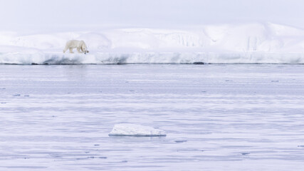 Polar bear in Svalbard during winter