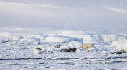 Polar bear in Svalbard during winter