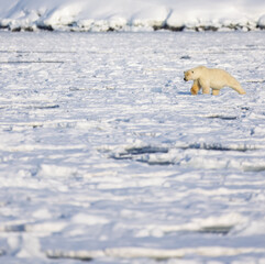 Polar bear in Svalbard during winter