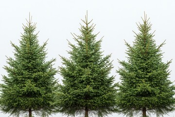 Three evergreen trees arranged in a row against a neutral sky background during a calm day