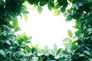 Fototapeta premium Green foliage framing a bright sky creates a refreshing natural view during daytime in a tranquil outdoor setting
