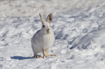 White snowshoe hare or Varying hare closeup in a Canadian winter