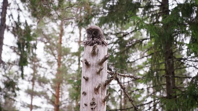 great gray owl nest