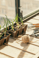 Spring onions seedlings in peat pots, scissors, hand cultivator and a skein of jute on a windowsill...