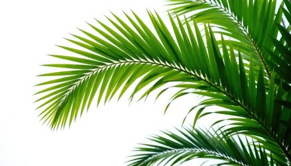 Fototapeta premium Isolated branches of a palm tree on white background, evergreen, garden, isolated