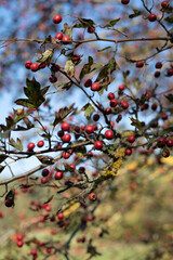 photo Vibrant Autumn Hawthorn Berries on a Branch with Lush Green Leaves and Blue Sky Background Captures the Beauty and Vitality of Natures Seasonal Changes in Stunning Detail